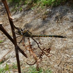 Hemicordulia australiae