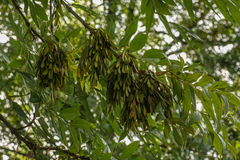 Fraxinus excelsior