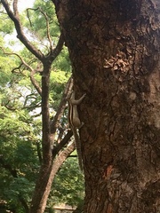 Funambulus pennantii