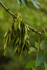 Fraxinus excelsior