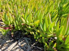 Carpobrotus