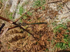 Hemicordulia australiae