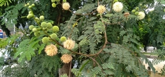 Leucaena