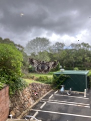 Crypsiphona ocultaria