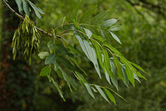 Fraxinus excelsior