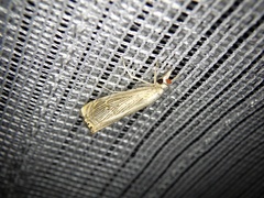 Chrysoteuchia diplogrammus