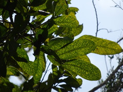Alphitonia excelsa