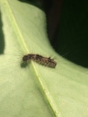 Lepidoptera