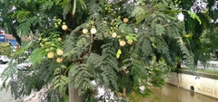 Leucaena