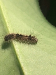 Lepidoptera