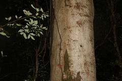Eucalyptus propinqua