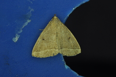 Zanclognatha marcidilinea