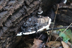 Ganoderma applanatum