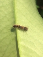 Lepidoptera