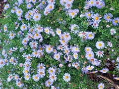 Symphyotrichum novi-belgii