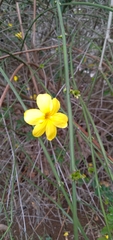 Angiospermae