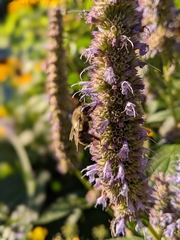 Agastache scrophulariifolia