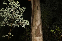 Eucalyptus propinqua