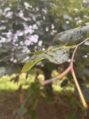 Eriophyes tiliae