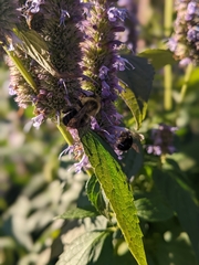 Agastache scrophulariifolia