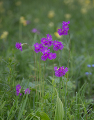 Primula cortusoides