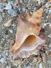 Pterochelus triformis