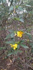 Angiospermae