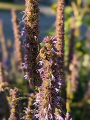 Agastache scrophulariifolia