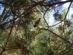 Poecile sclateri