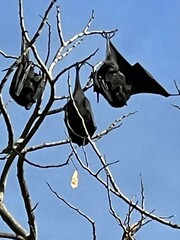 Pteropus alecto