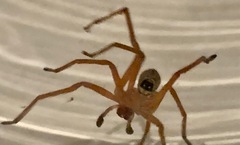 Neosparassus diana