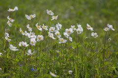 Anemonoides sylvestris