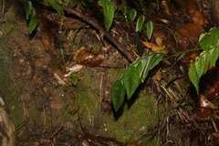 Derris involuta