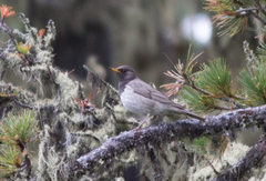 Turdus atrogularis