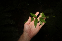 Derris involuta