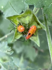 Dysdercus cingulatus