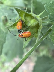 Dysdercus cingulatus