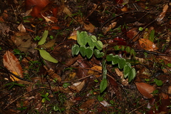 Derris involuta