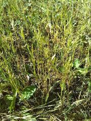 Anthoxanthum aristatum