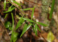 Pigea stellarioides