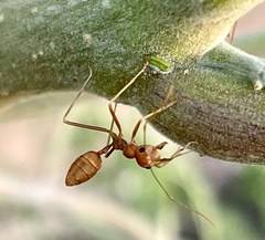 Oecophylla smaragdina