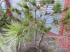 Pinus morrisonicola