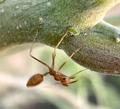 Oecophylla smaragdina