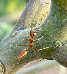 Oecophylla smaragdina