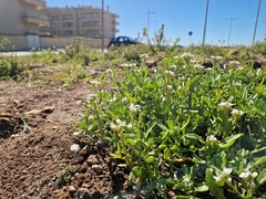 Brassiceae