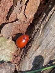 Leptinotarsa rubiginosa