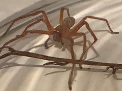 Neosparassus diana