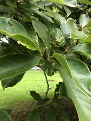 Magnolia