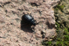 Galeruca tanaceti