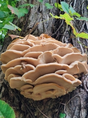 Climacodon septentrionalis